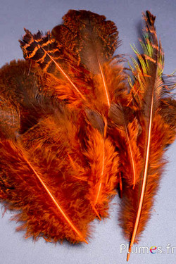 Pavone blu - 8-20 cm - arancioni -bruno